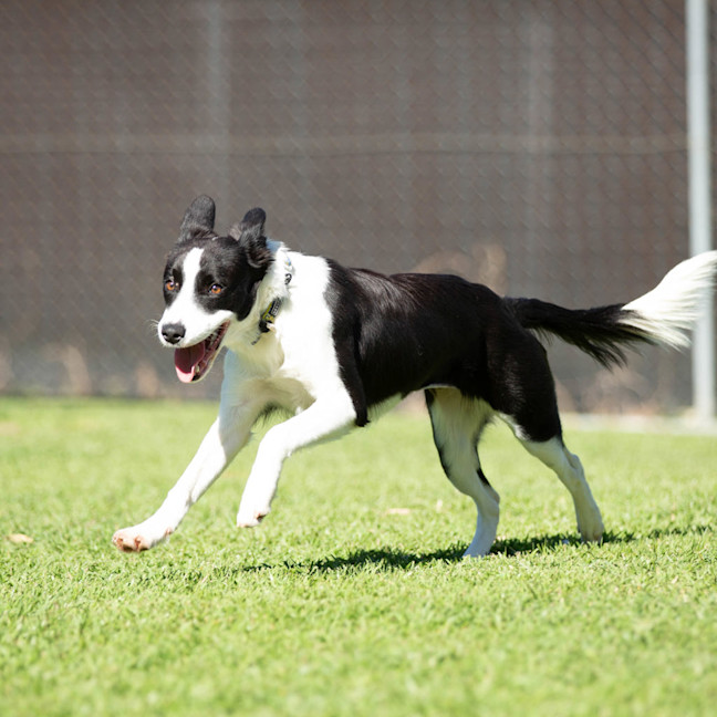 Photo of Petal