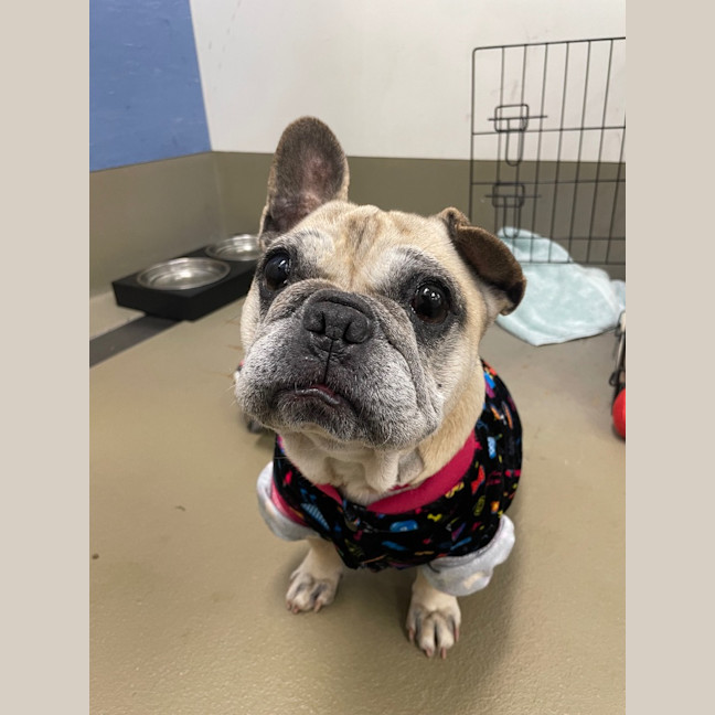 Photo of Cookie