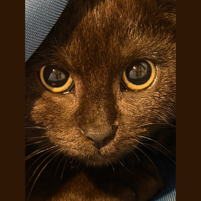 Photo of Arrow