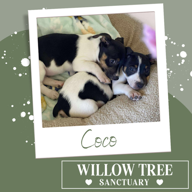 Photo of Coco