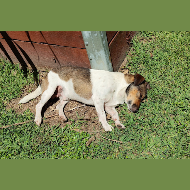 Photo of Monte 🐶 3.5yo Jack Russell (On Trial 2/3/25)