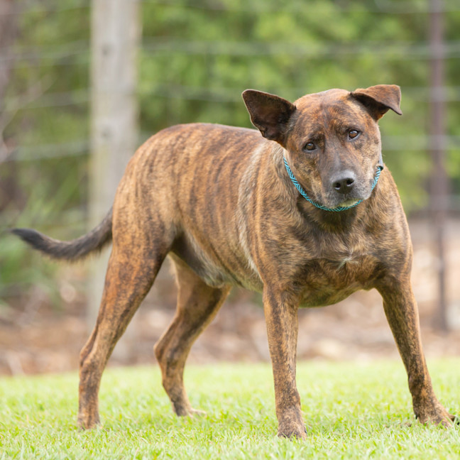Photo of Rusty