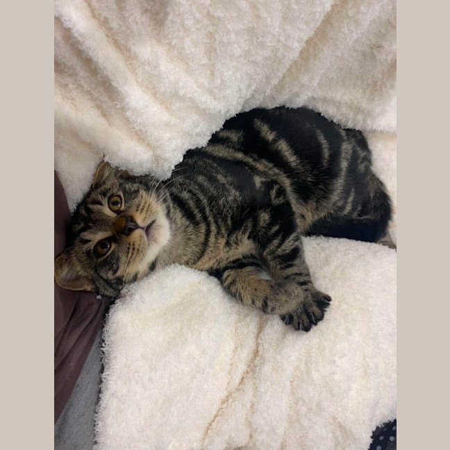 Photo of Moshi
