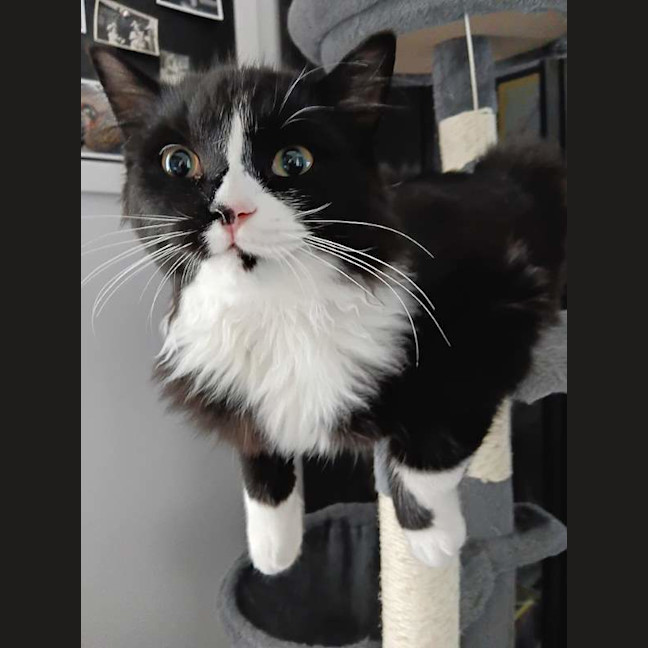 Photo of Tommy