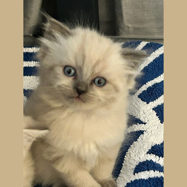 Photo of Professor Chaos Nugget
