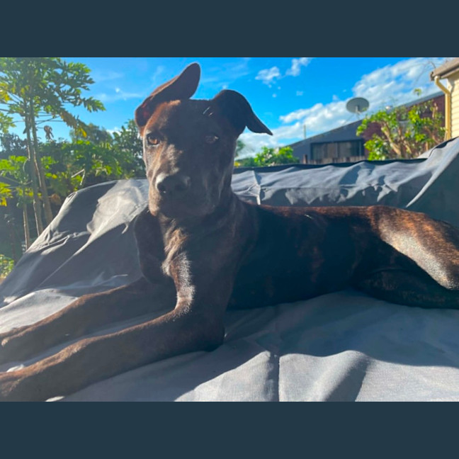 Photo of Rue