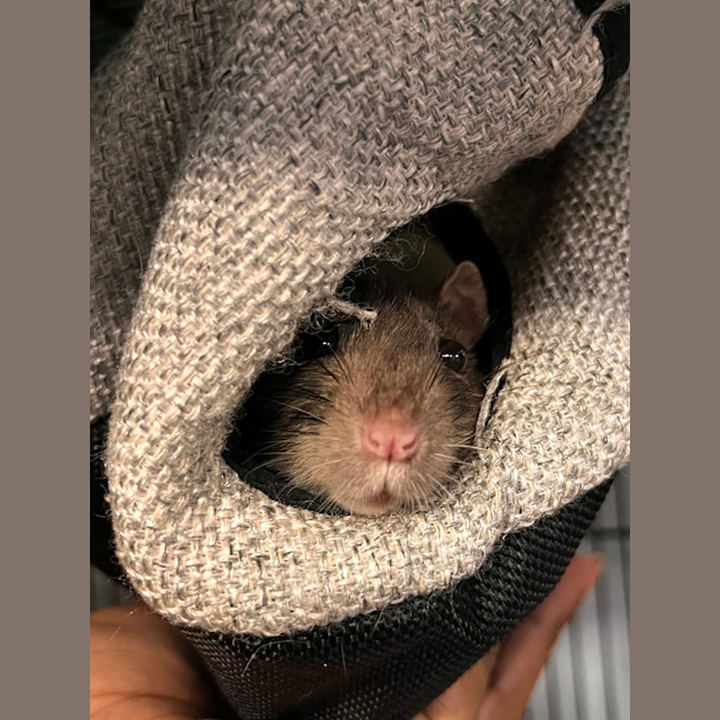 Photo of Rocket