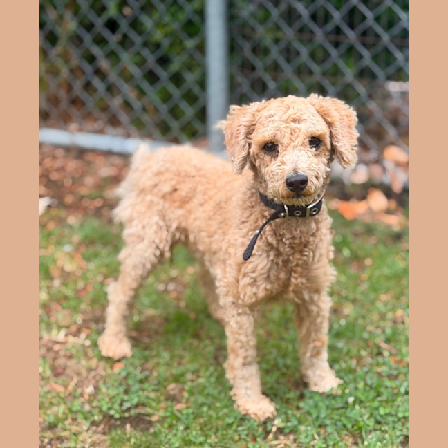 Photo of Little Ted