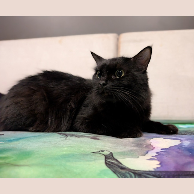 Photo of Velvet