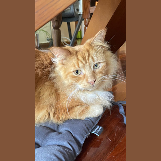 Photo of Peaches 