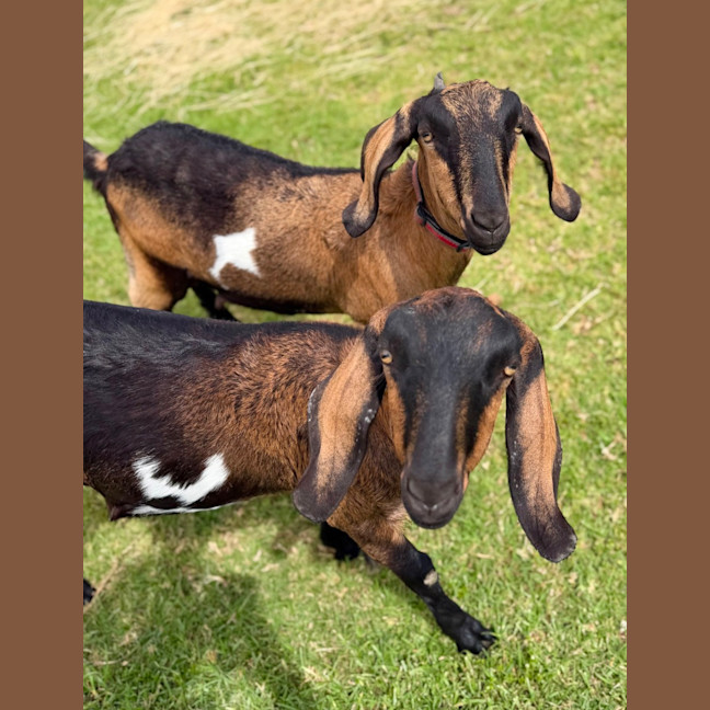 Photo of Bubblo & Bill