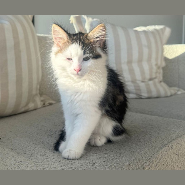 Photo of Mochi
