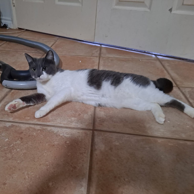 Photo of Missy