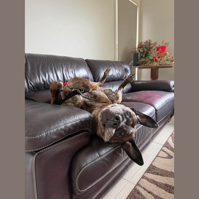Photo of Dexter