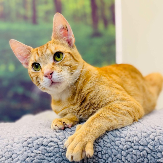 Photo of Scout   Located In Preston