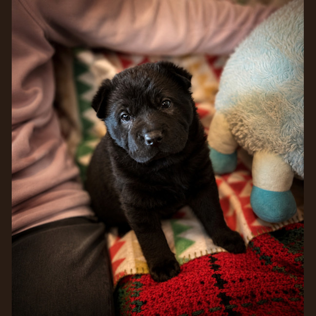 Photo of Stella