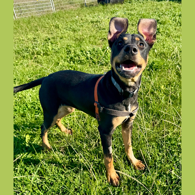Photo of Willow