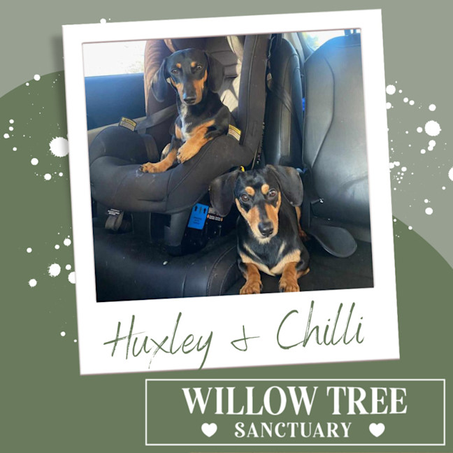 Photo of Huxley