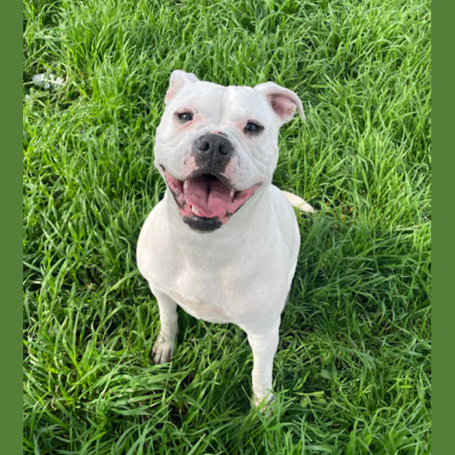 Photo of Tilly