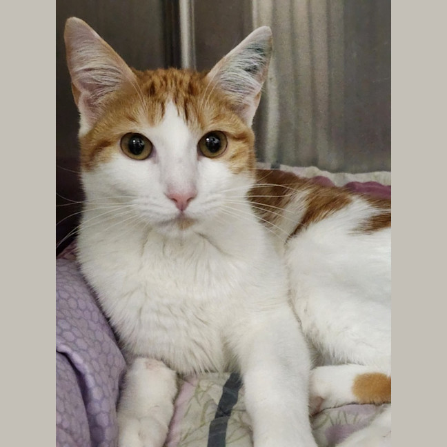 Photo of Sweet Caroline