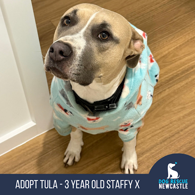 Photo of Tula   3 Year Old Staffy X