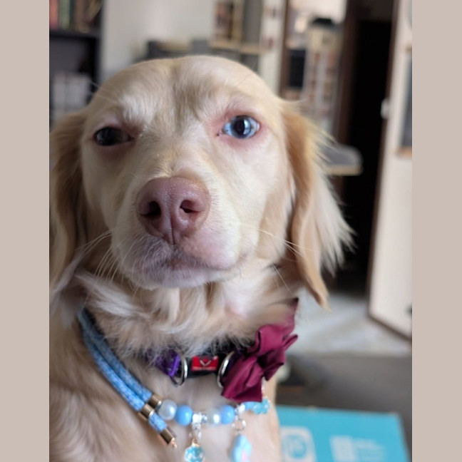 Photo of Daffodil