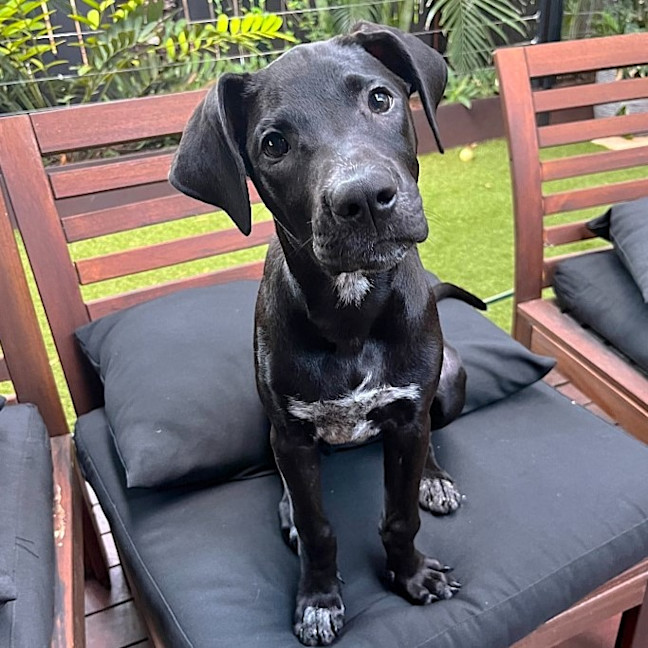 Photo of Phoebe