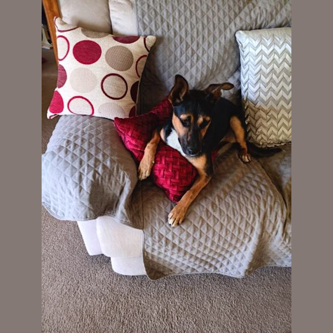 Photo of Sheba