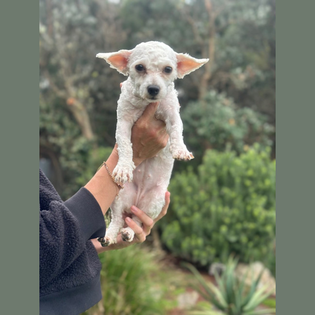 Photo of Molly
