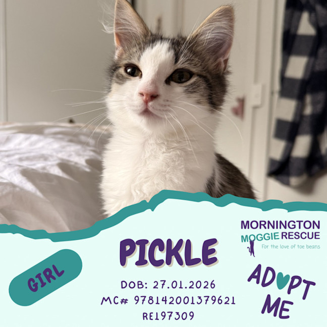 Photo of Honey & Pickle