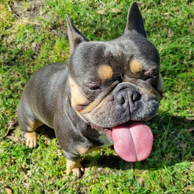 Photo of Milo