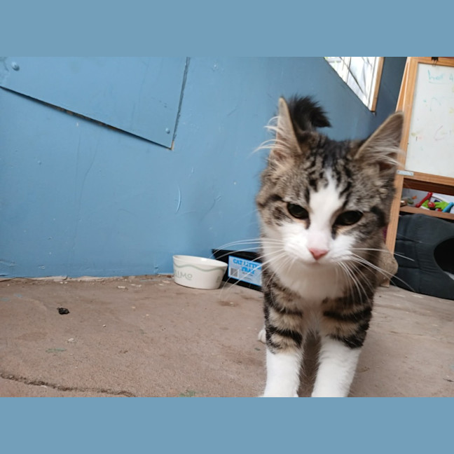 Photo of Frankie 