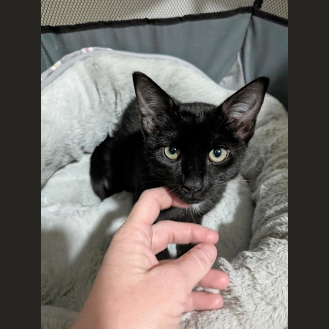 Photo of Morpheus