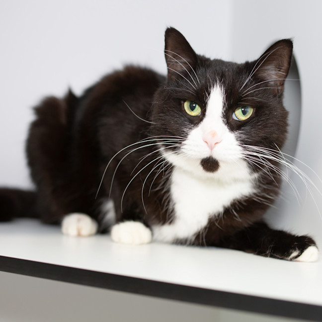 Photo of Pepper Jack