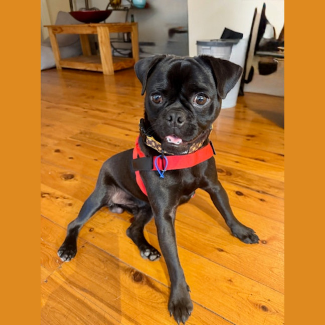 Photo of Archie   1 Year Old Pugalier