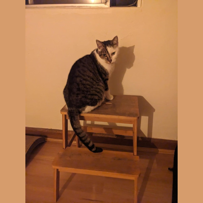 Photo of Ziggy Stardust ⚡️