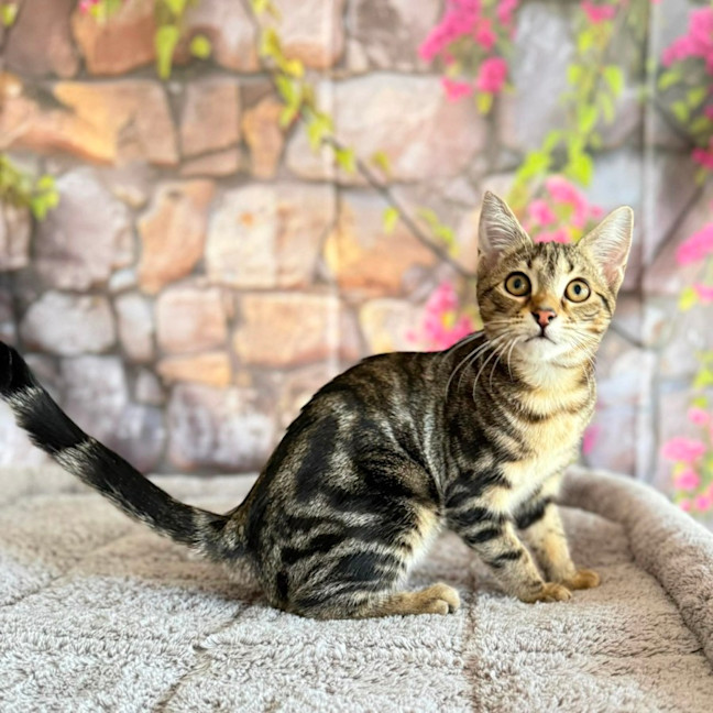 Photo of Bay  In Foster Care In Greensborough