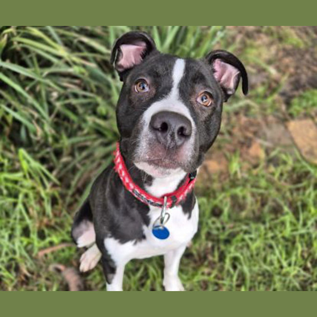 Photo of Goose