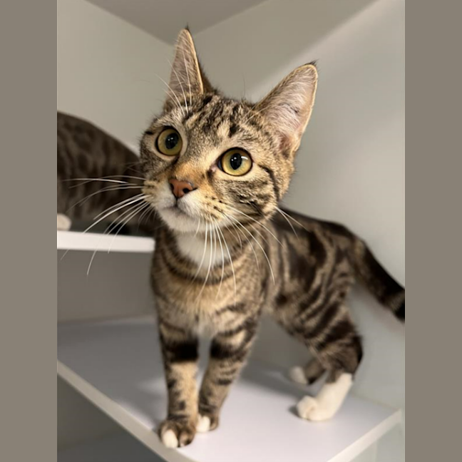 Photo of Fifi