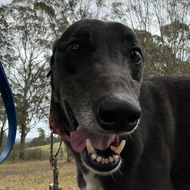 Photo of Jay The Greyhound