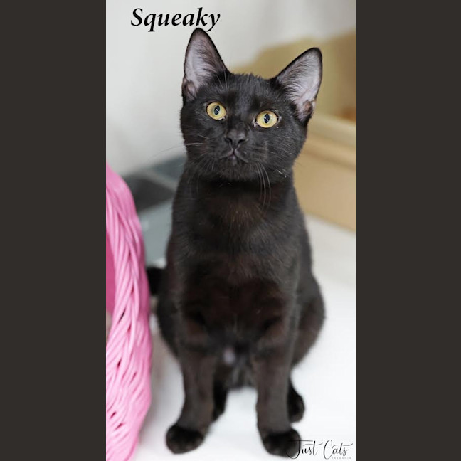 Photo of Squeaky