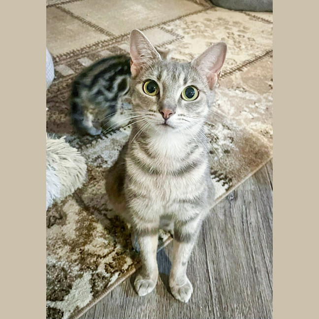 Photo of Piper / Major