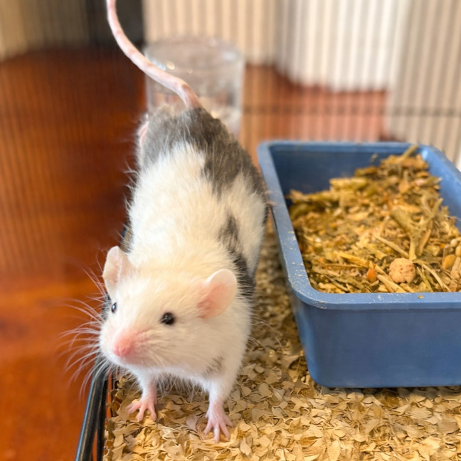 Photo of Mr. Mouse