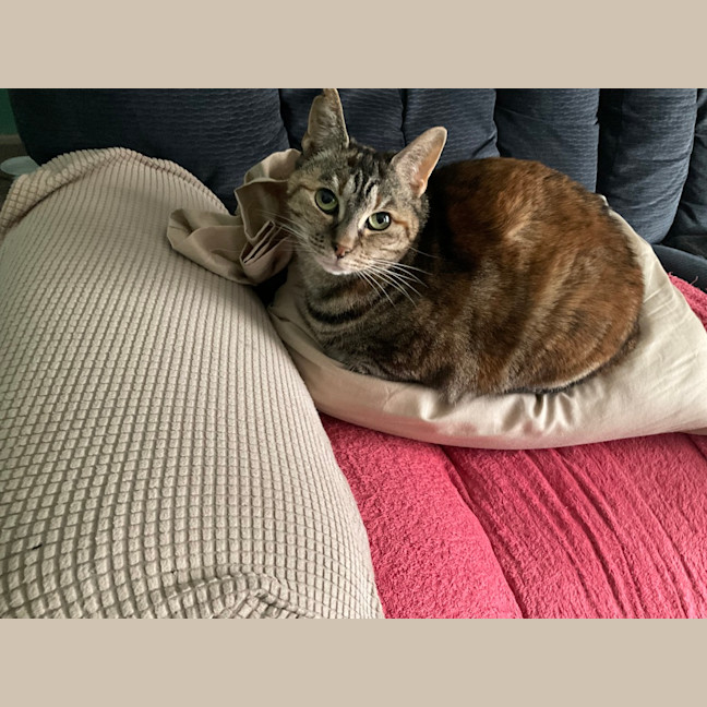 Photo of Wedge