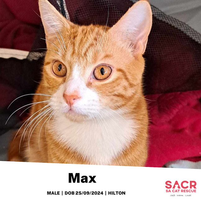 Photo of Max