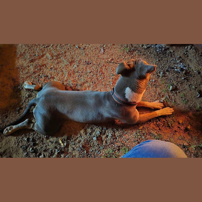 Photo of Nova