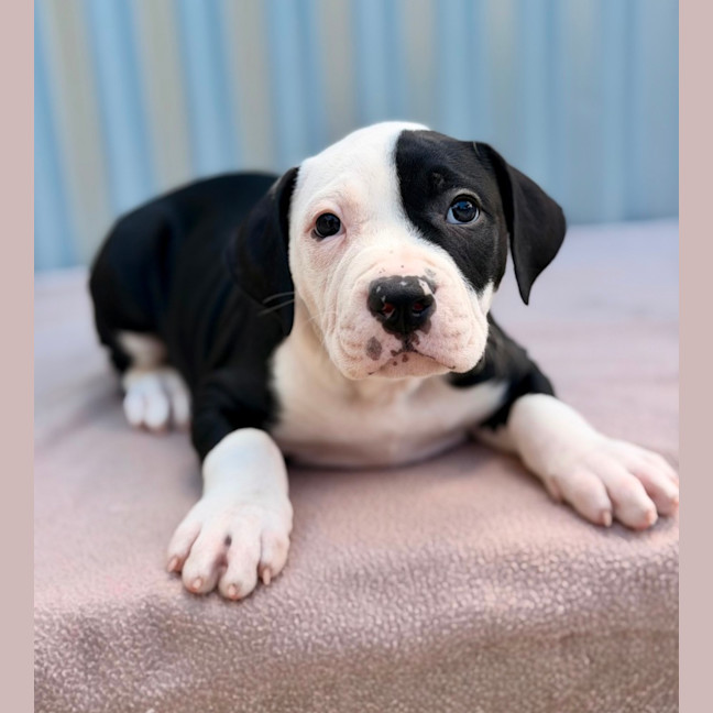 Photo of Sully