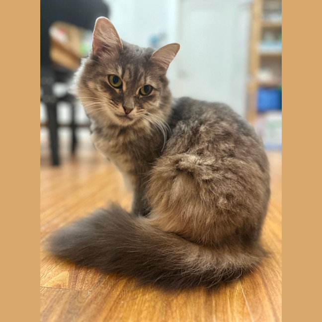 Photo of Stormy 