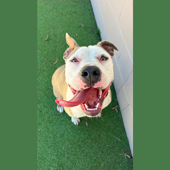 Photo of Tootsie Roll