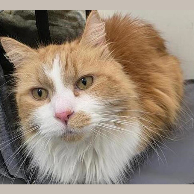 Photo of Simba